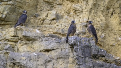 Peregrine falcon (Falco peregrinus), Peregrine falcon, young birds resting in a rock face,