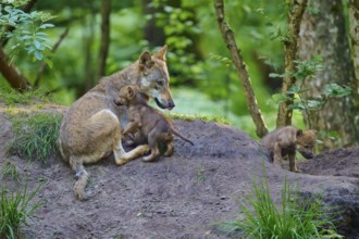 She-wolf with two puppies sitting in the forest showing care, wolf (Canis lupus), summer, Germany