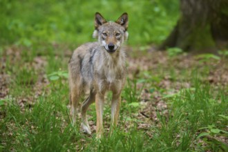 A wolf stands in the forest, looks directly and acts attentively, wolf (Canis lupus), summer,