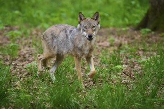 A wolf runs in the forest surrounded by green grass and trees, wolf (Canis lupus), summer, Germany