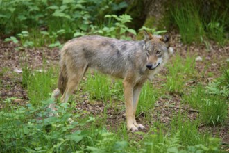 A wolf looks backwards in the green forest, the animal appears alert, wolf (Canis lupus), summer,