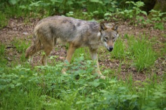 A watchful wolf walks carefully through the green undergrowth in the forest, surrounded by leaves,