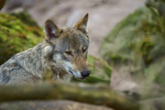 Wolf looks around the forest attentively and watchfully, Wolf (Canis lupus), summer, Germany