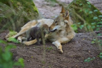 A wolf gently interacts in the forest with its puppy, wolf (Canis lupus), summer, Germany