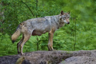 A female wolf with mammals stands quietly on a forest floor, surrounded by lush, green vegetation,
