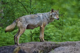 An observant female wolf with mammals observes her surroundings in the dense forest, flanked by