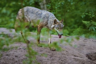A wolf moving in focus through the forest landscape, wolf (Canis lupus), summer, Germany