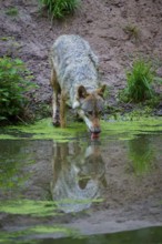 A wolf drinks calmly from a pond, reflected in the water, wolf (Canis lupus), summer, Germany