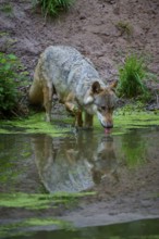 A wolf drinks from a pond in a quiet forest environment, wolf (Canis lupus), summer, Germany