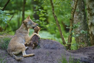 Wolf showing affection for her puppy in the forest, wolf (Canis lupus), summer, Germany