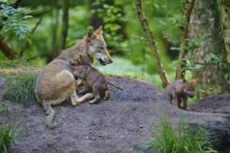 She-wolf lying in the forest with puppies and showing care, wolf (Canis lupus), summer, Germany