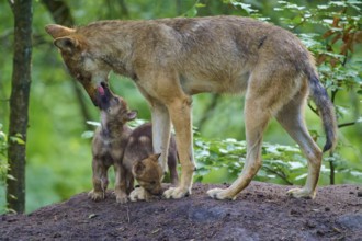A wolf shows care for curious puppies, wolf (Canis lupus), summer, Germany