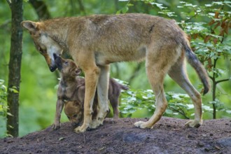 A wolf bends over to a puppy, shows affection, wolf (Canis lupus), summer, Germany