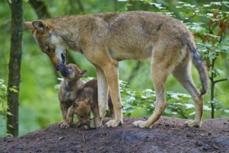 A wolf shows gentle affection for puppies, wolf (Canis lupus), summer, Germany