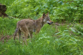 A wolf stands in a thick, green forest, wolf (Canis lupus), summer, Germany