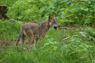 A wolf standing alert in the green forest, Wolf (Canis lupus), summer, Germany