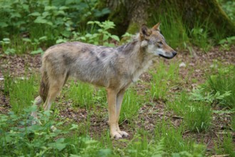 A wolf standing in a green forest surrounded by grass and trees, wolf (Canis lupus), summer,