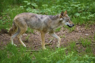 A wolf runs through a green forest, the animal appears alert and relaxed, wolf (Canis lupus),