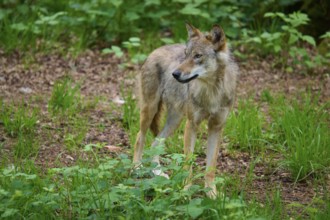 The wolf looks calmly into the distance while standing on the forest floor, surrounded by green