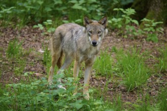 A curious wolf looks into the distance, standing on the forest floor, surrounded by green