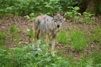 The wolf carefully observes his environment in the forest, surrounded by green vegetation and