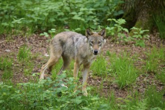 A wolf stands on the forest floor, surrounded by thick, green vegetation and trees, wolf (Canis