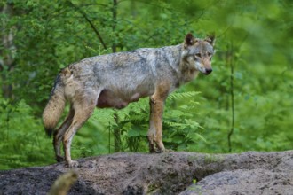 A female wolf with mammals in a thick forest, surrounded by green vegetation, gives a feeling of