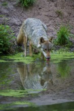 A wolf drinks calmly from a pond with its reflection, wolf (Canis lupus), summer, Germany