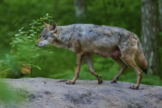 A female wolf with mammals on a rock in a thick forest, surrounded by green vegetation and leaves,