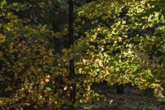 Beech trees (Fagus sylvatica) in autumn leaves, Emsland, Lower Saxony, Germany