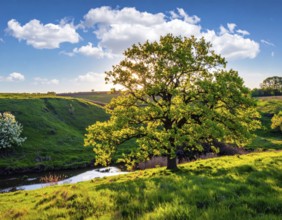 A serene landscape featuring a large tree by a stream at sunset with vibrant green grass and