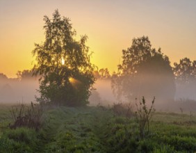 A misty field at sunrise with soft light illuminating trees and greenery, creating a serene