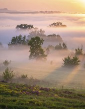 A misty field at sunrise with soft light illuminating trees and greenery, creating a serene