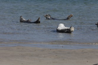 Seals and grey seals on the bathing dune of the island of Heligoland, Schleswig-Holstein, Germany