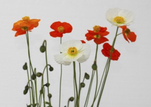 Icelandic poppy (Papaver nudicaule), flowers in the studio, white background, North