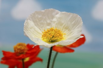 Icelandic poppy (Papaver nudicaule), flowers in the studio, painted background, North