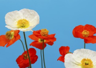 Icelandic poppy (Papaver nudicaule), flowers in the studio, blue background, North