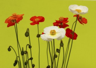 Icelandic poppy (Papaver nudicaule), flowers in the studio, light green background, North