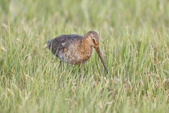 Blacktail (Limosa limosa) runs on the shore of a lake in a moor, snipe birds, wildlife, nature