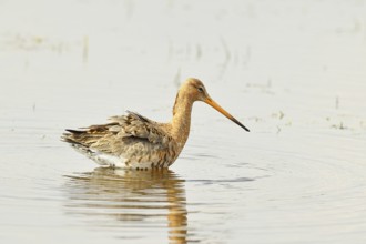 Greenpike (Limosa limosa) runs in shallow water in a moor during morning fog, snipe birds,