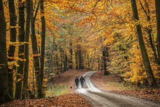A couple with a dog walks on a forest path through a beech forest in autumn colors in Fyledalen,