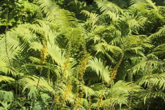 Rib fern (Struthiopteris spicant, syn.: Blechnum spicant), plants, gardens, Baden-Württemberg,