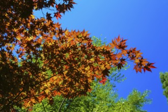 Maple (Acer), tree, orange, red leaves, leaves in autumn colors, plants, gardens, blue sky,