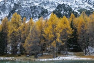 Lake Palpougna, mountain lake, mixed forest with larch (Larix) in autumn colors, snow, autumn,