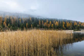Lake Staz, mountain lake, mixed forest with larch (Larix) in autumn, common reeds (Phragmites