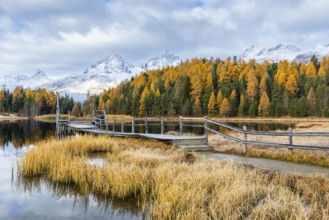 Lake Stazer in front of mountain peaks with snow, mixed forest with larch (Larix) in autumn, wooden