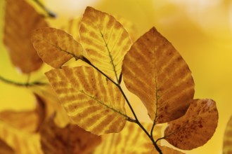 Yellow-brown colored beech leaves, autumn, Stuttgart, Germany