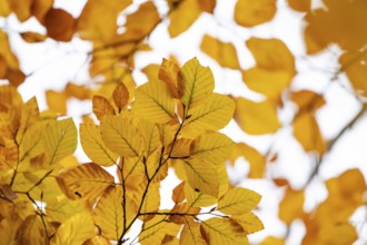 Yellow-colored beech leaves, autumn, Stuttgart, Germany