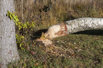 A birch tree felled by a beaver lies in an autumn forest, near Buching, Ostallgäu, Allgäu, Bavaria,