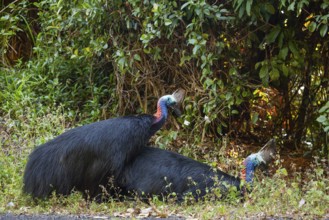 Mating behavior of helmet cassowaries in the Queensland rainforest Australia